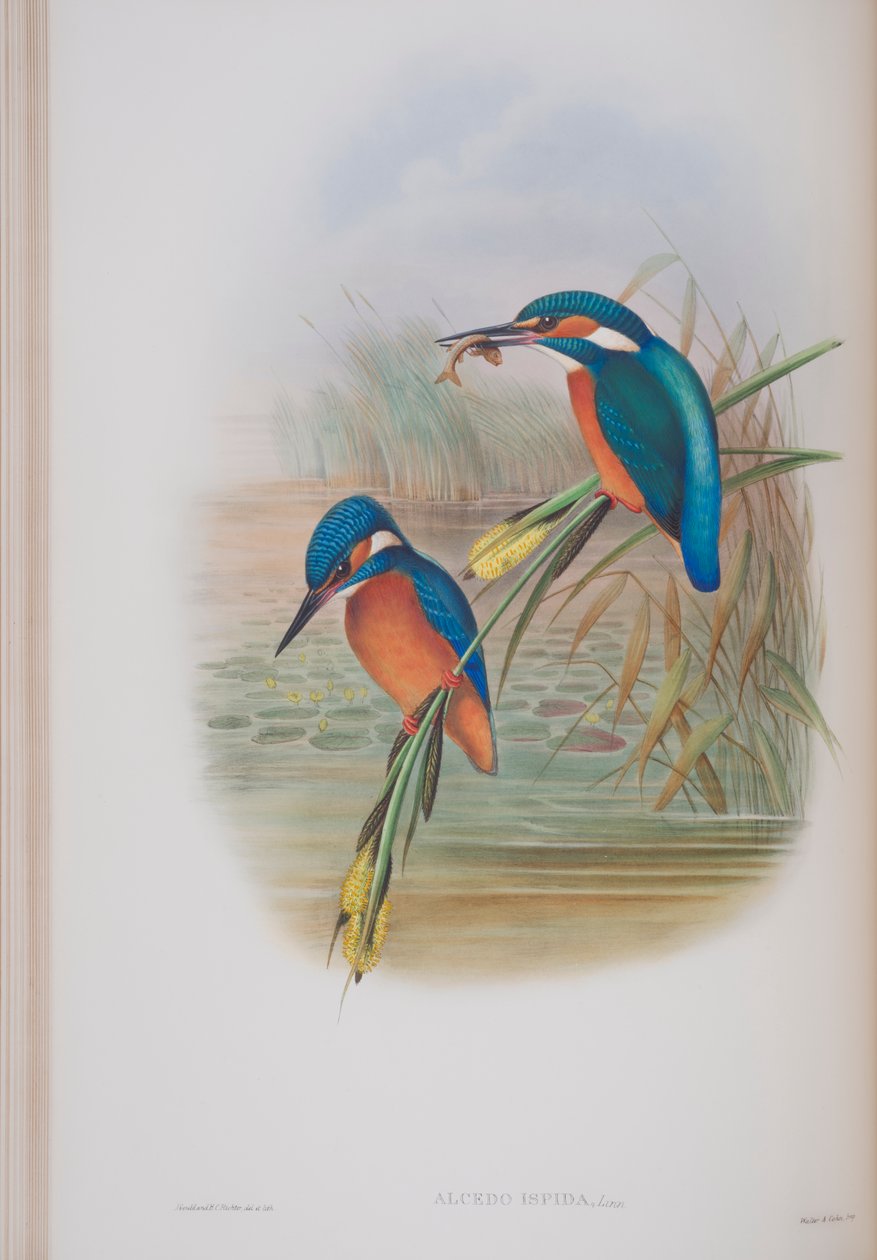 Alcedo Ispida, płyta z The Birds of Great Britain autorstwa Johna Goulda, wydana w latach 1862-73 (litografia ręcznie kolorowana) autorstwa John Gould