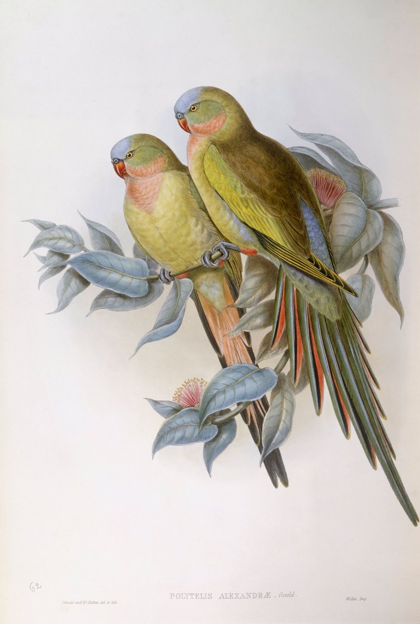 Papuga Aleksandry (Polytelis alexandrae), Grawerowanie Johna Gould autorstwa John Gould