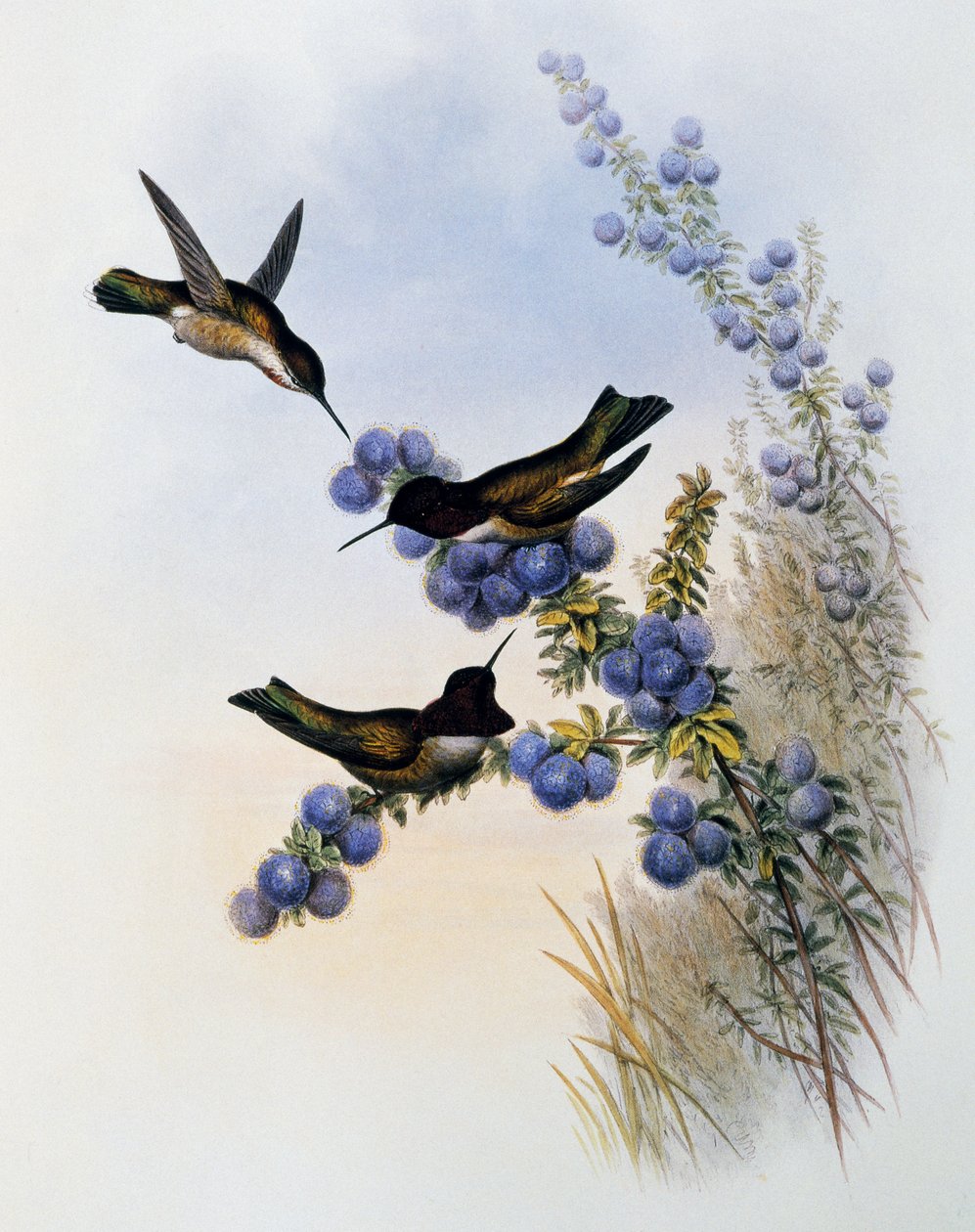 Koliber Anny (Calypte anna), grawerowanie z monografii Trochilidae lub Humming Birds (1849-1861), John Gould (1804-1881), Wielka Brytania autorstwa John Gould