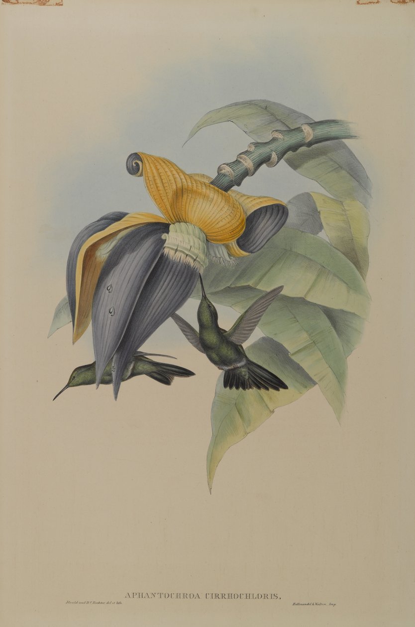 Aphantochroa Cirrhochloris: Ponury Koliber autorstwa John Gould