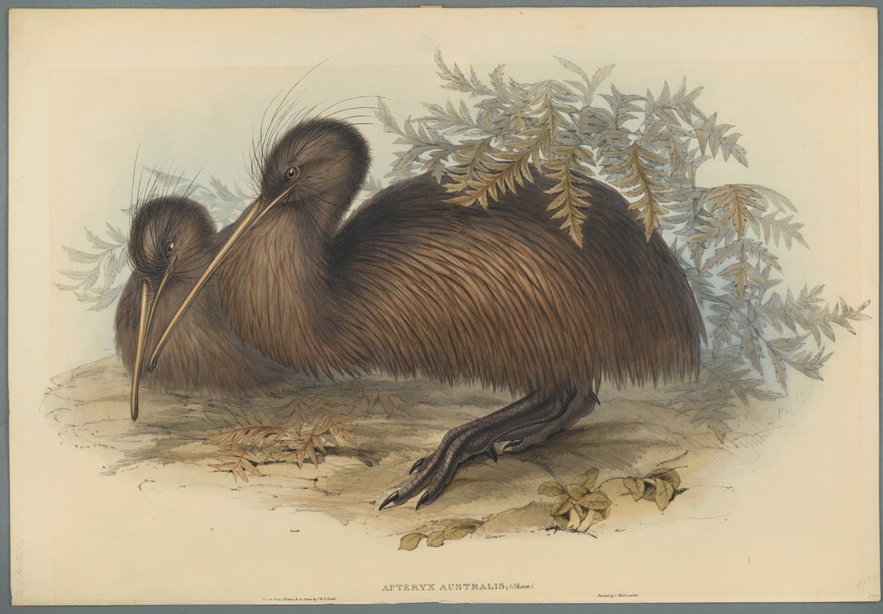 Apteryx Australis (kolor lito na papierze tkanym) autorstwa John Gould