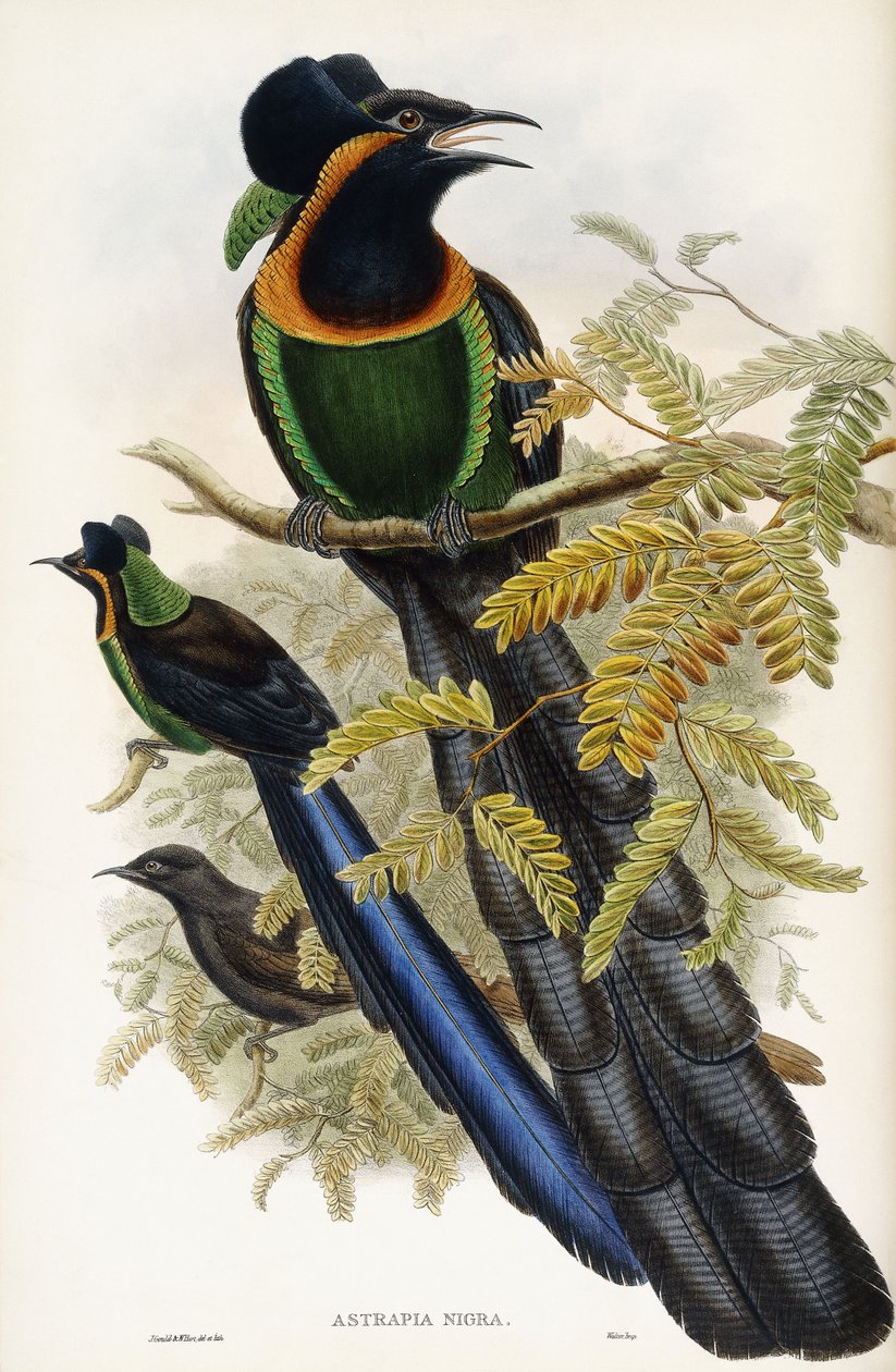 Artefakt astrapijski autorstwa John Gould