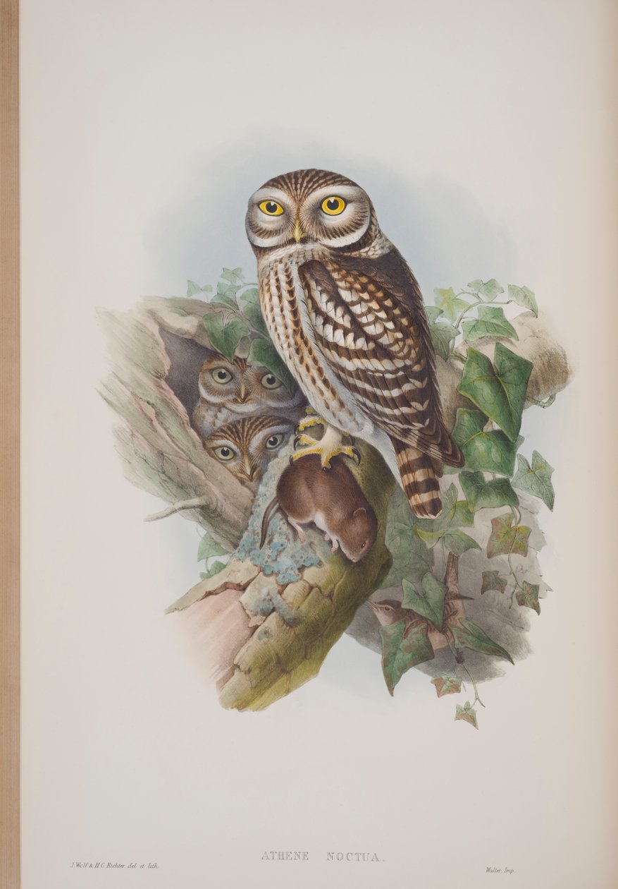 Athene Noctua, płyta z The Birds of Great Britain autorstwa Johna Goulda, wydana w latach 1862-73 (litografia ręcznie kolorowana) autorstwa John Gould