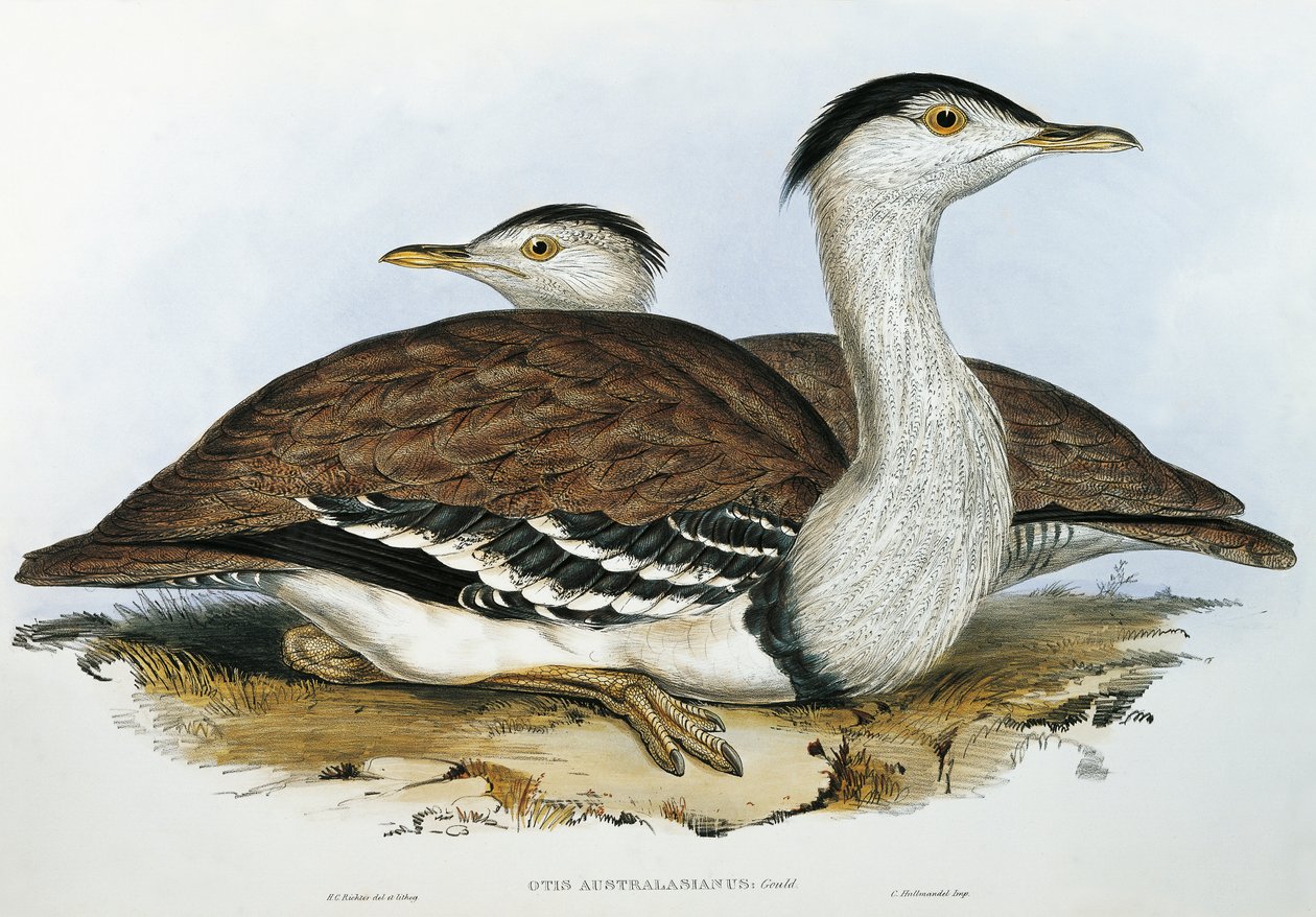 Bustrad australijski (Otis australasianus) autorstwa John Gould