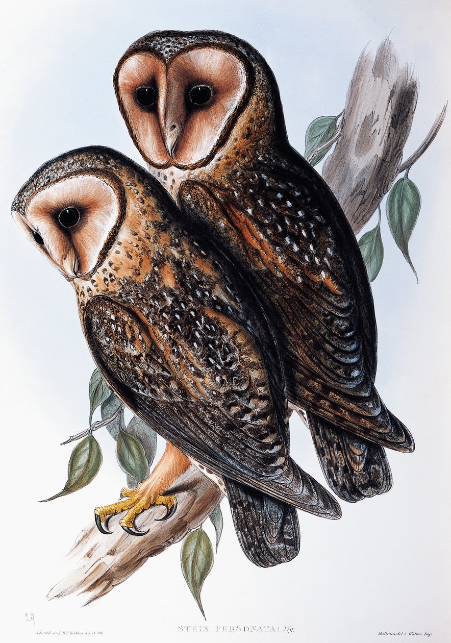 Australian Masked-Owl (Strix personata), litografia z Birds of Australia autorstwa John Gould