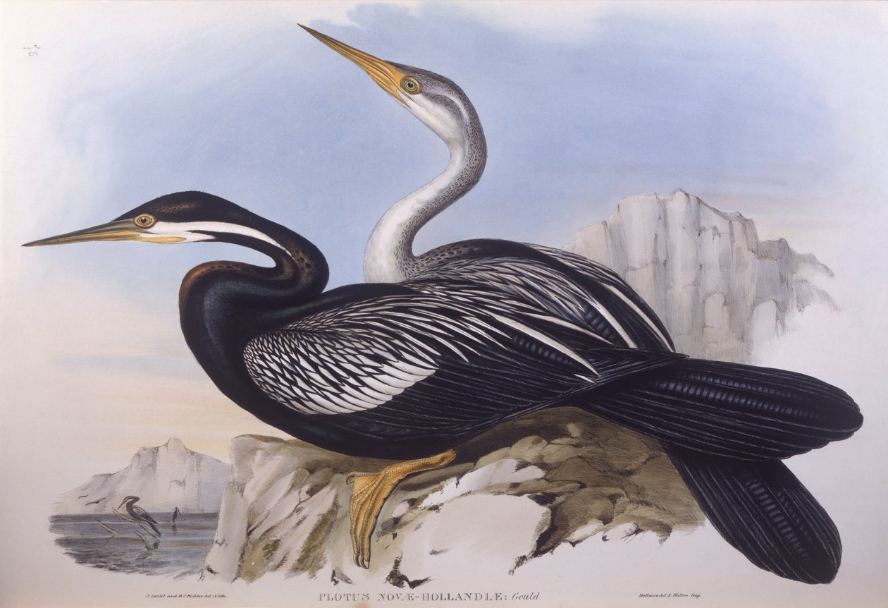 Australijski darter (Anhinga novaehollandiae), Grawerowanie Johna Gould autorstwa John Gould