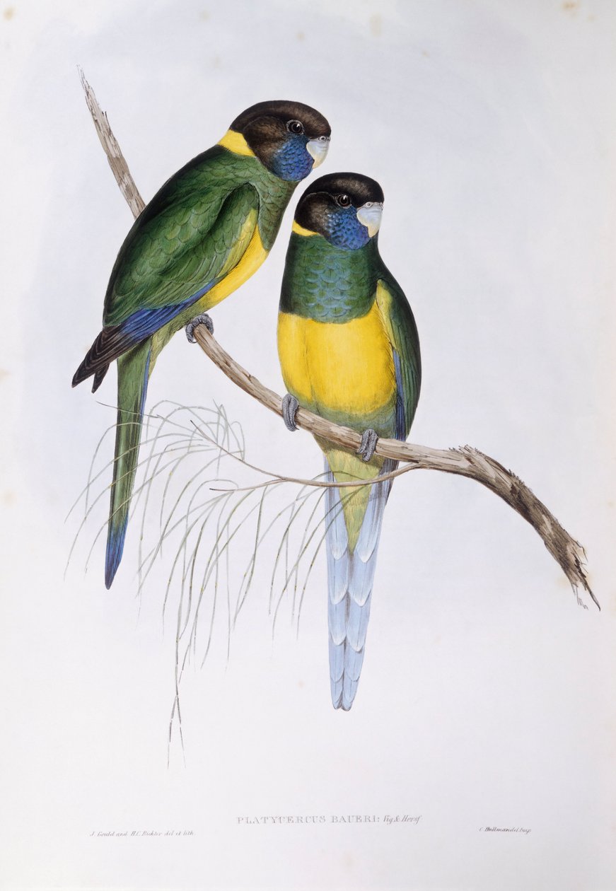 Australijski pierścień (Barnardius lub Platycercus zonarius), Grawerowanie Johna Gould autorstwa John Gould