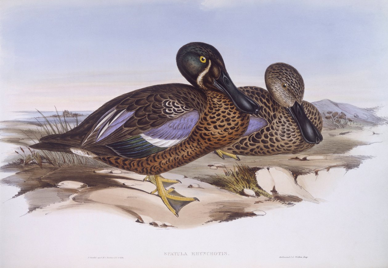 Australijski płaskonos (Anas rhynchotis), Grawerowanie autorstwa Johna Gould autorstwa John Gould