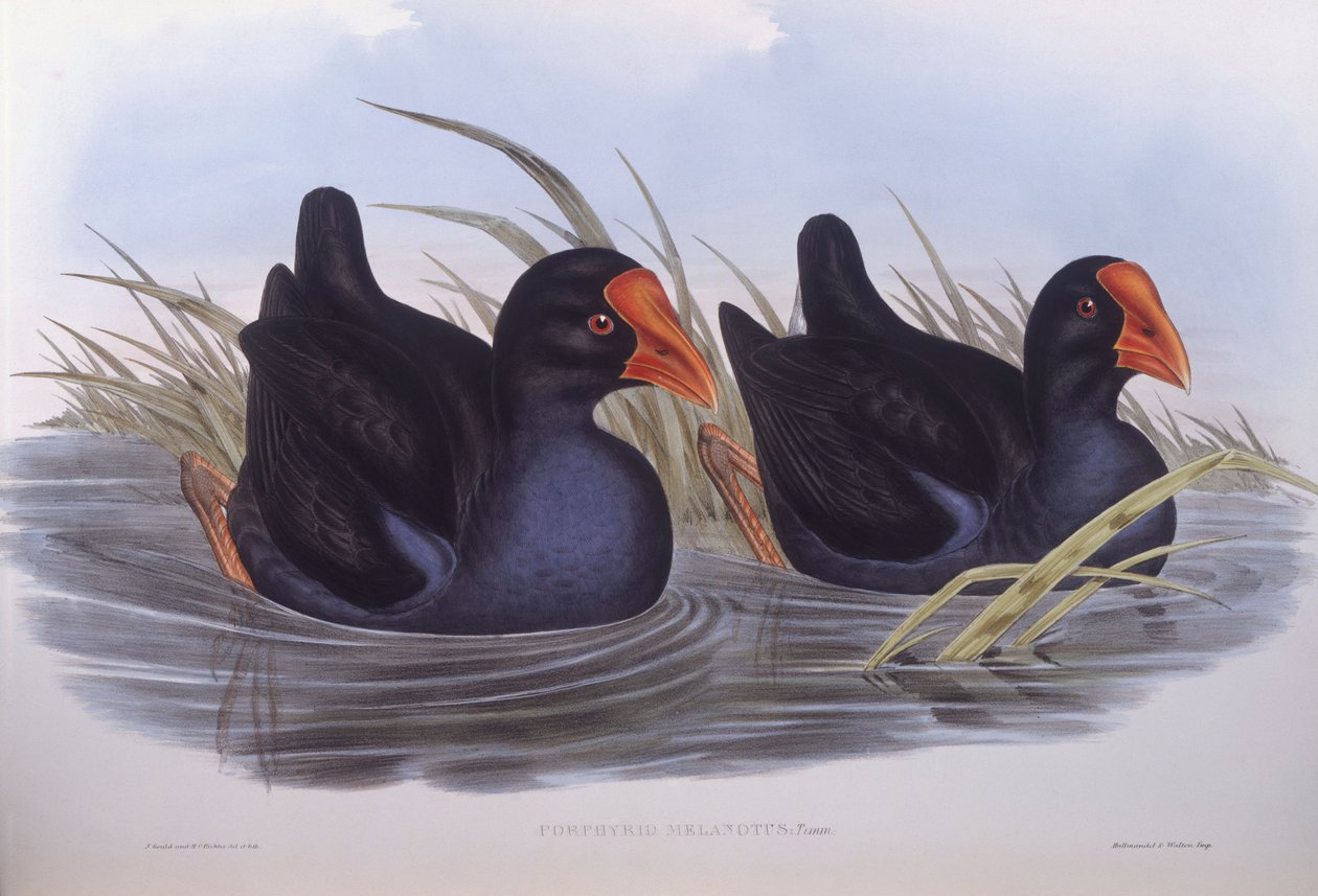Bagno australijskie (Porphyrio melanotus), rycina autorstwa Johna Goulda autorstwa John Gould