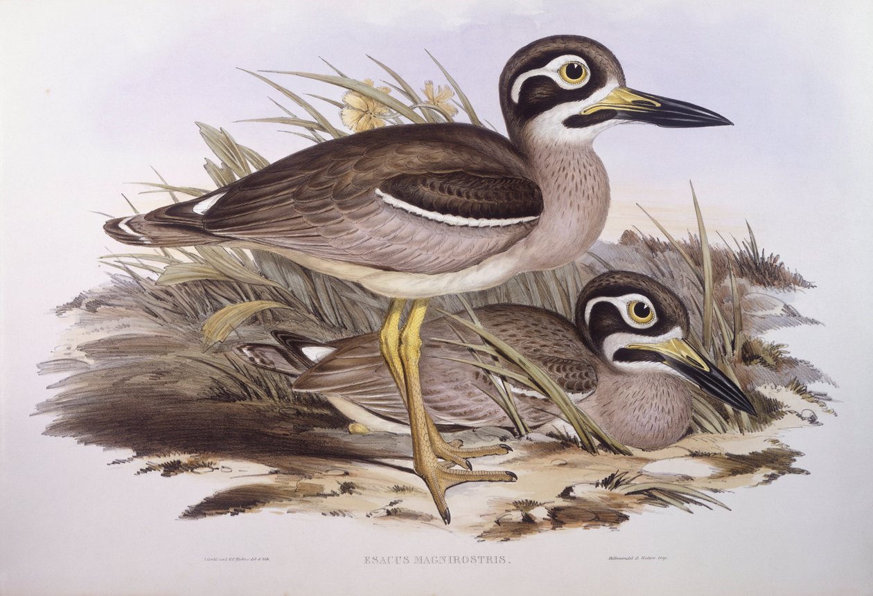 Plażowe kolano grube (Esacus magnirostris lub Burhinus giganteus), Grawerowanie Johna Goulda autorstwa John Gould