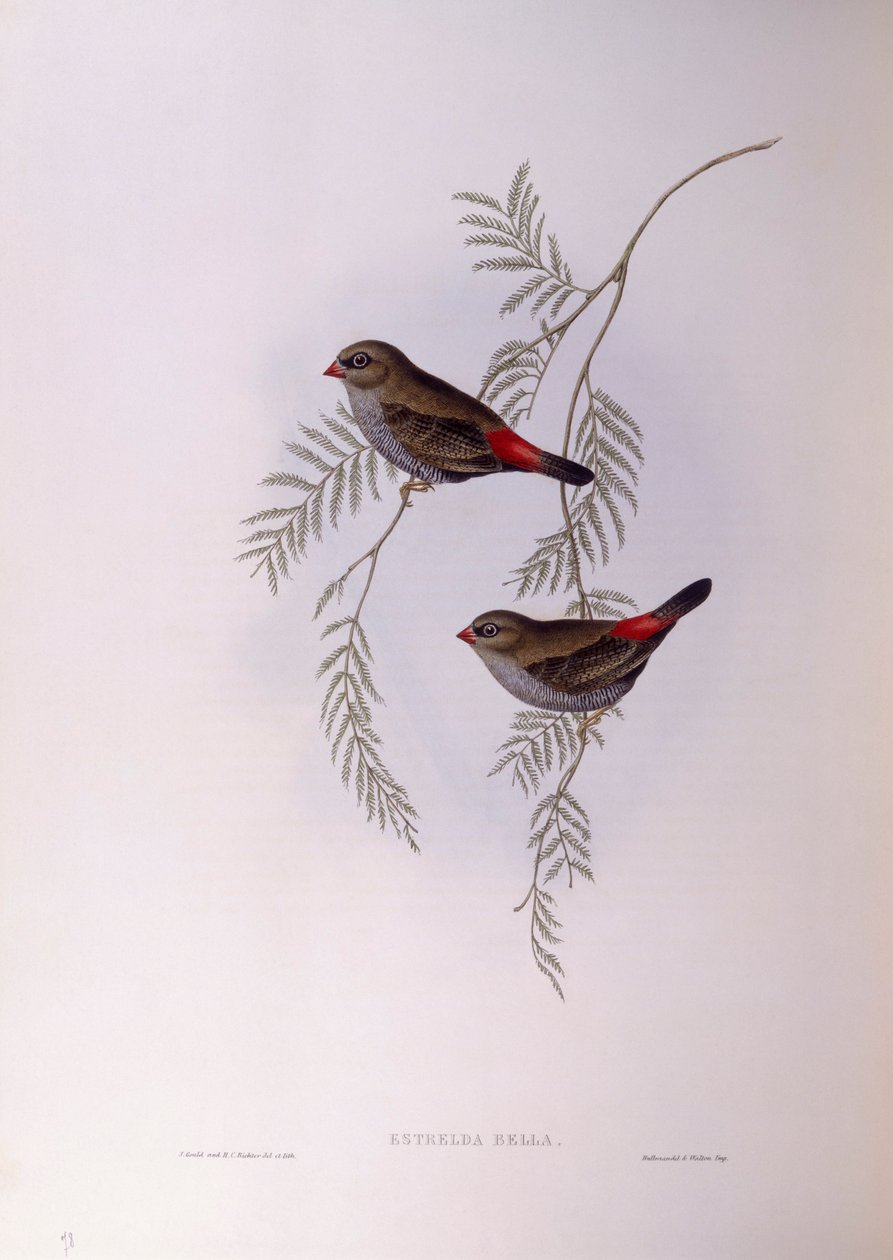 Piękny firetail (Stagonopleura bella), Grawerowanie autorstwa Johna Gould autorstwa John Gould