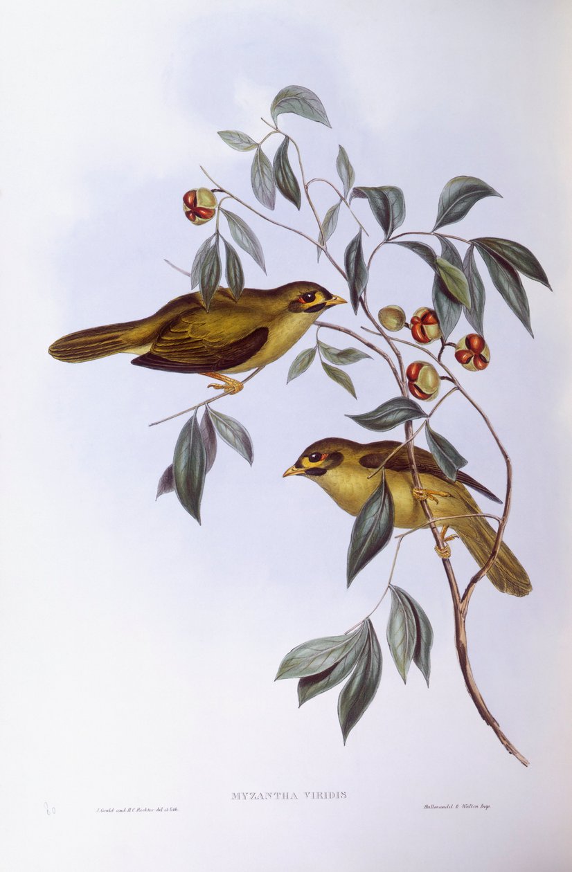 Dzwonnik (Manorina melanophrys), Grawerowanie Johna Gould autorstwa John Gould