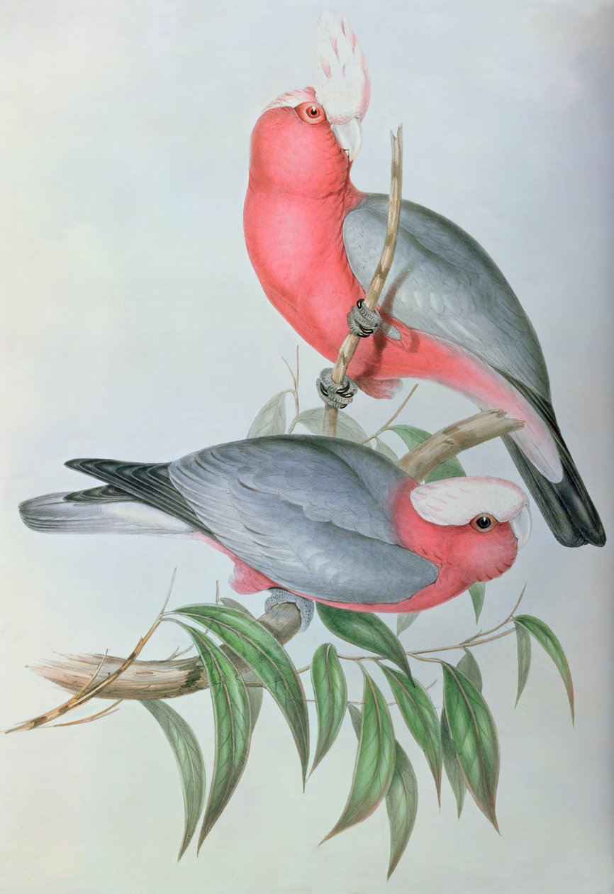Ptaki Azji autorstwa John Gould