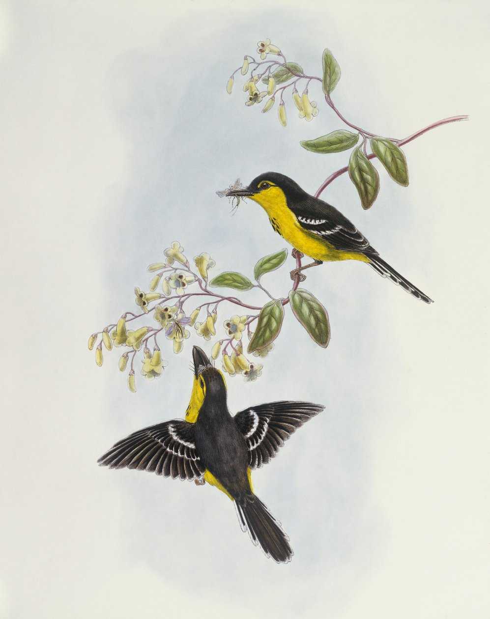 Dziobak czarnopierśny (Machaerirhynchus nigripectus), Grawerowanie Johna Goulda autorstwa John Gould