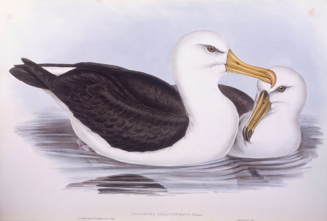 Albatros czarnobrewy (Diomedea o Thalassarche melanophrys), Grawerowanie Johna Goulda autorstwa John Gould