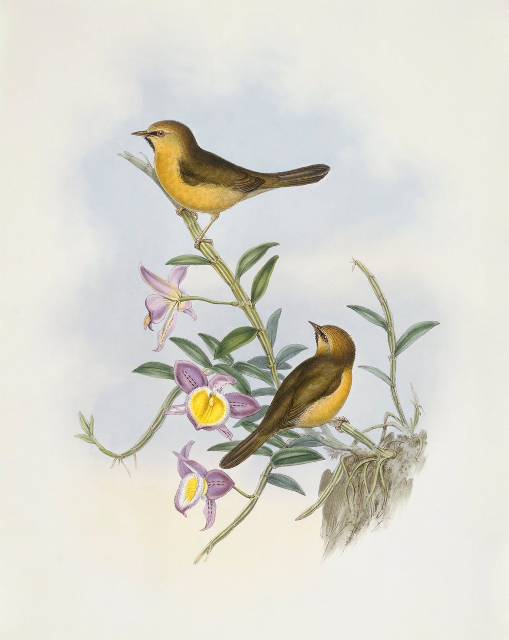 Czarnobrody bełkot (Stachyris pyrrhops), Grawerowanie Johna Gould autorstwa John Gould