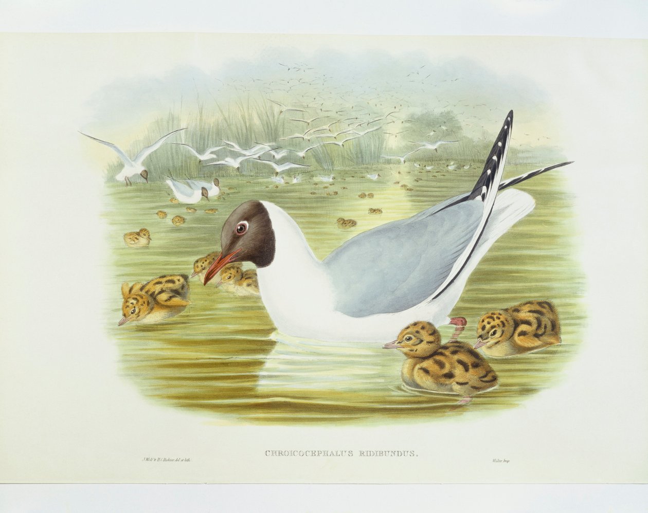 Śmieszka (Larus ridibundus), Grawerowanie John Gould, William Hart, HC Richter autorstwa John Gould