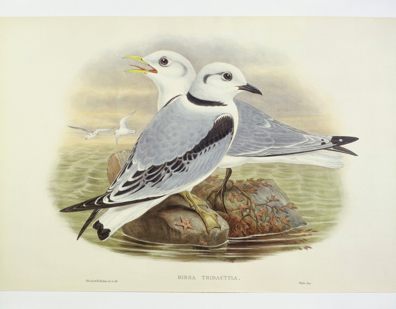 Czarnonogi kittiwake (Rissa tridactyla), Grawerowanie autorstwa Johna Goulda, Williama Harta, HC Richte autorstwa John Gould