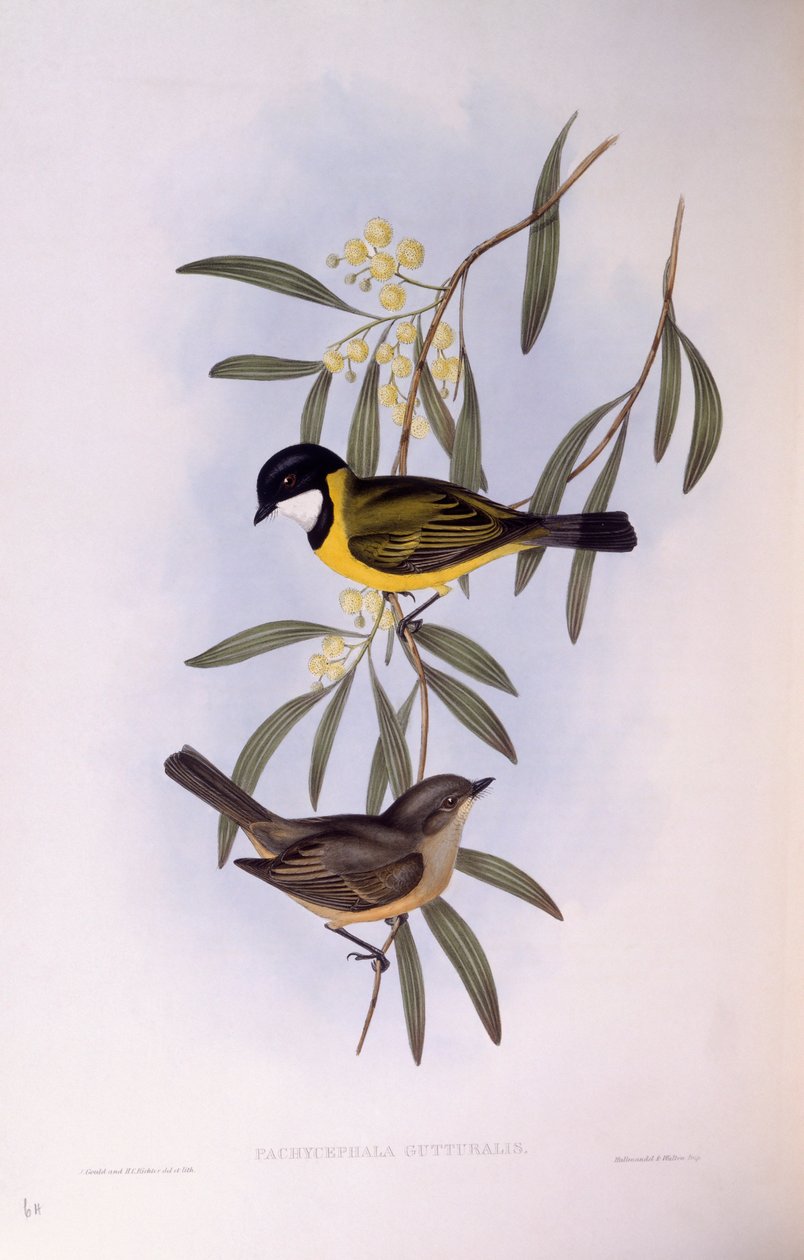 Świstak czarnoogoniasty (Pachycephala melanura), Grawerowanie Johna Gould autorstwa John Gould