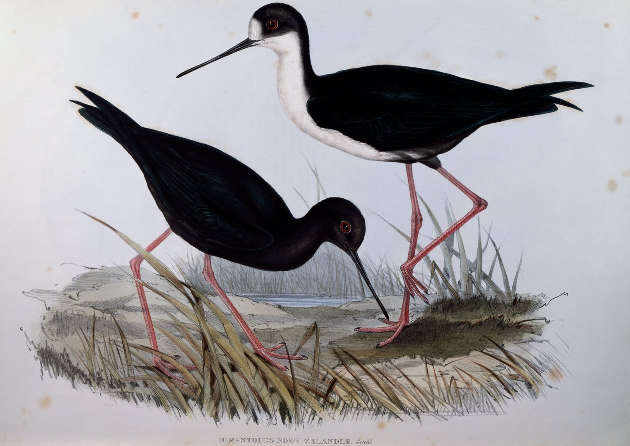 Black Stilt (Himantopus novaezelandiae), grawerowanie z Birds of Australia autorstwa John Gould