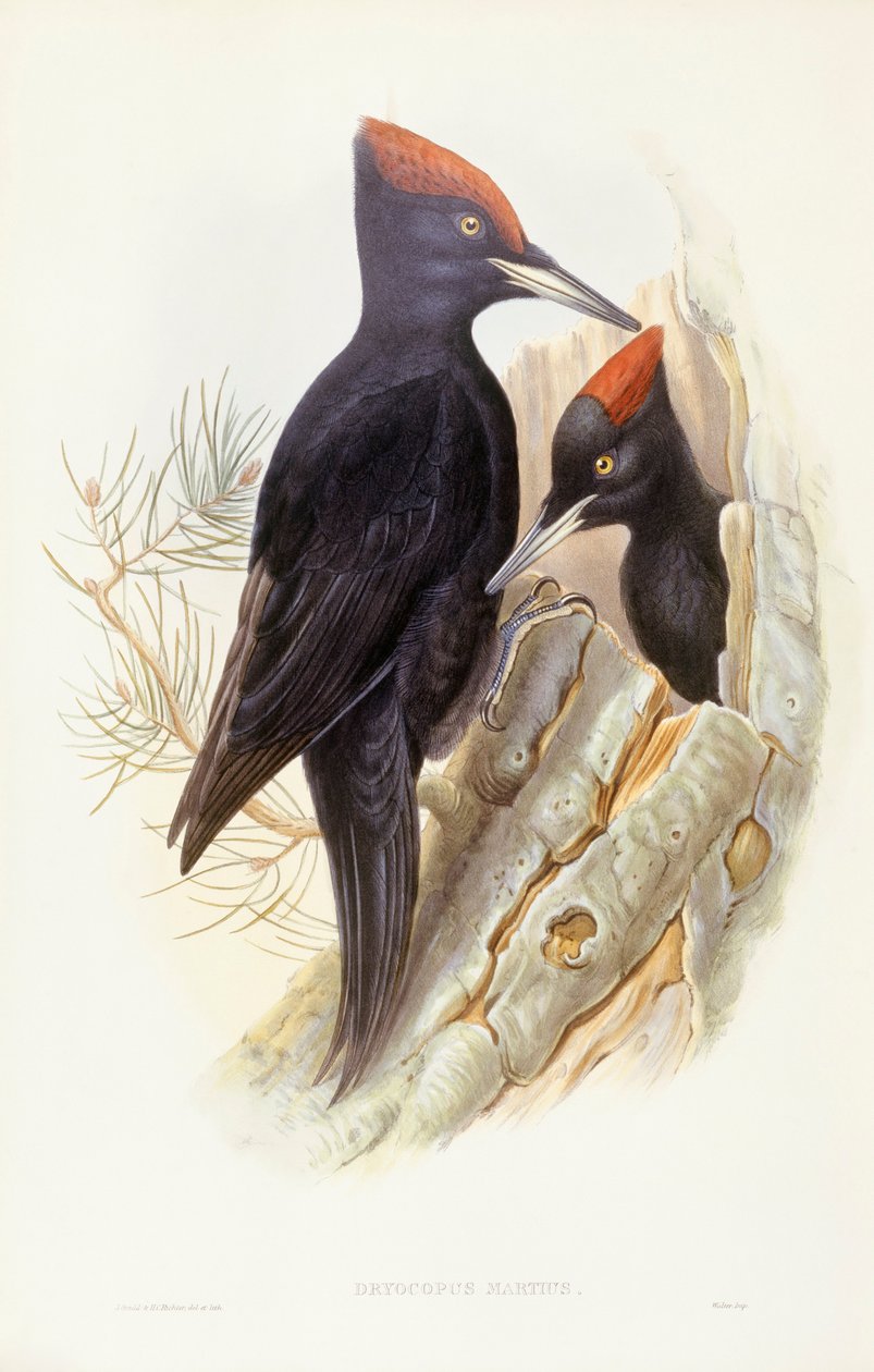 Dzięcioł czarny (Dryocopus martius), Grawerowanie John Gould autorstwa John Gould