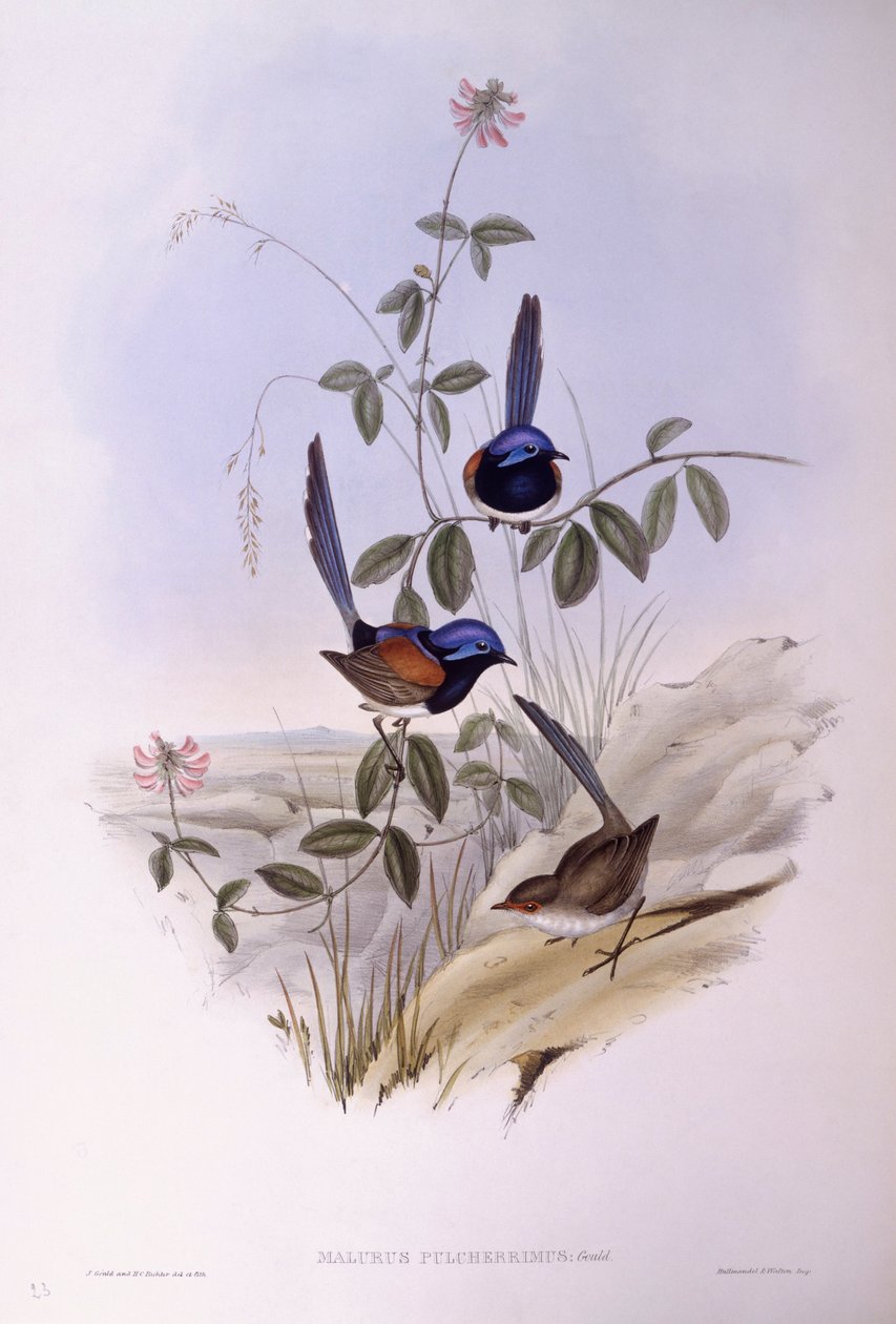 Wróżka błękitnopierśna (Malurus pulcherrimus), Grawerowanie Johna Gould autorstwa John Gould