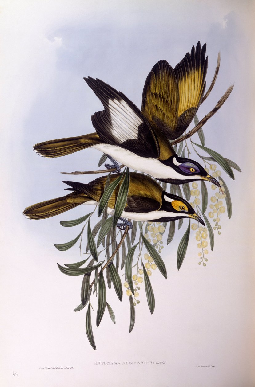 Miodożer o niebieskiej twarzy (Entomyzon cyanotis), Grawerowanie Johna Gould autorstwa John Gould