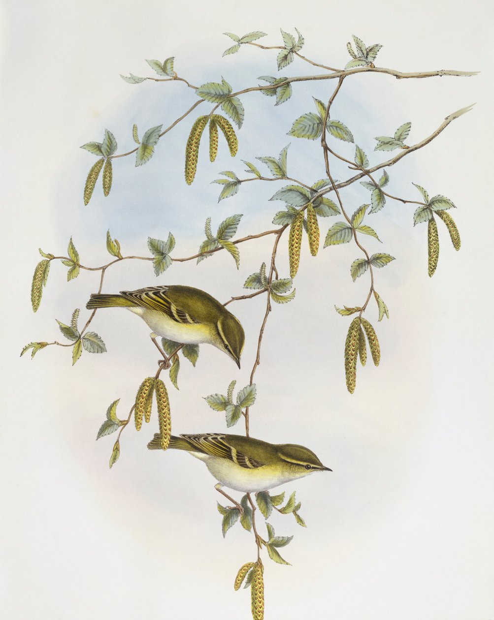 Gawronka Blytha (Phylloscopus reguloides), Grawerowanie Johna Goulda autorstwa John Gould