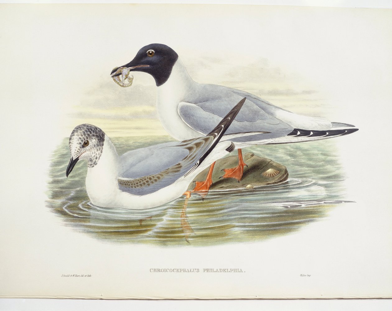 Mewa Bonapartego (Larus philadelphia), ilustracja autorstwa John Gould