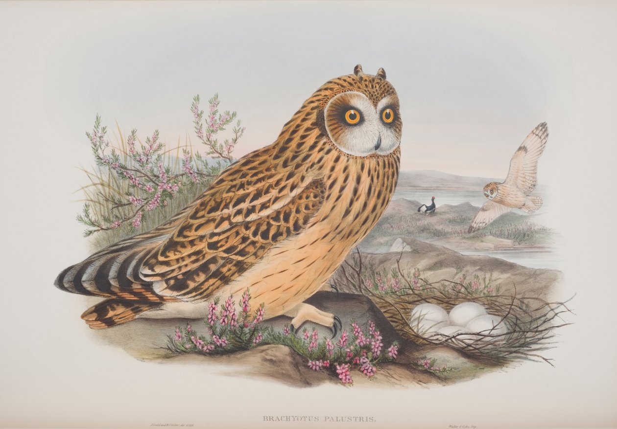 Brachyotus Palustris, tablica z The Birds of Great Britain Johna Goulda, opublikowana w latach 1862-73 (litografia ręcznie kolorowana) autorstwa John Gould