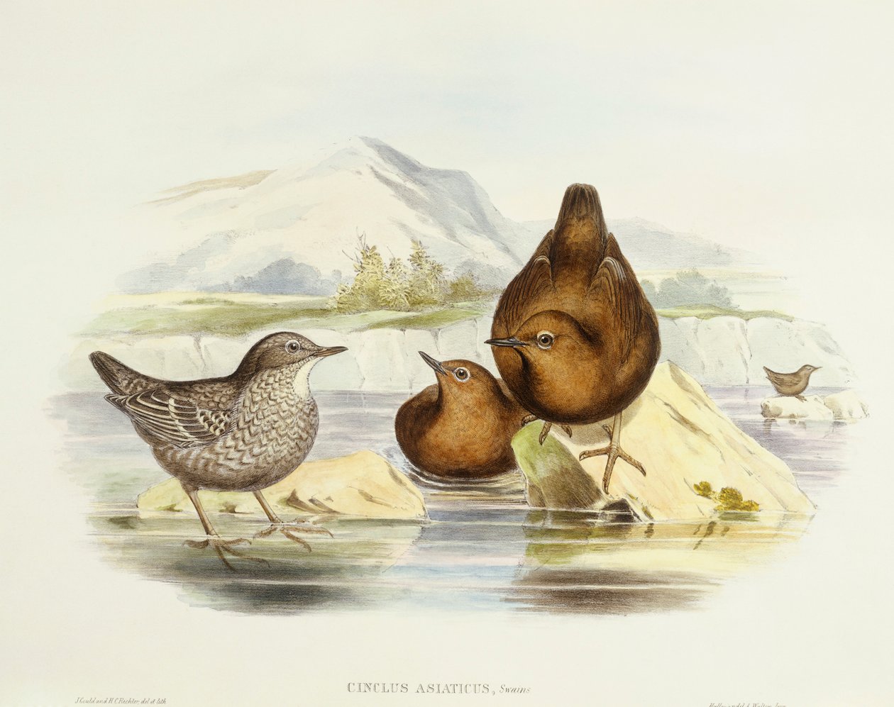 Brązowy wóz (Cinclus pallasii), Grawerowanie Johna Gould autorstwa John Gould