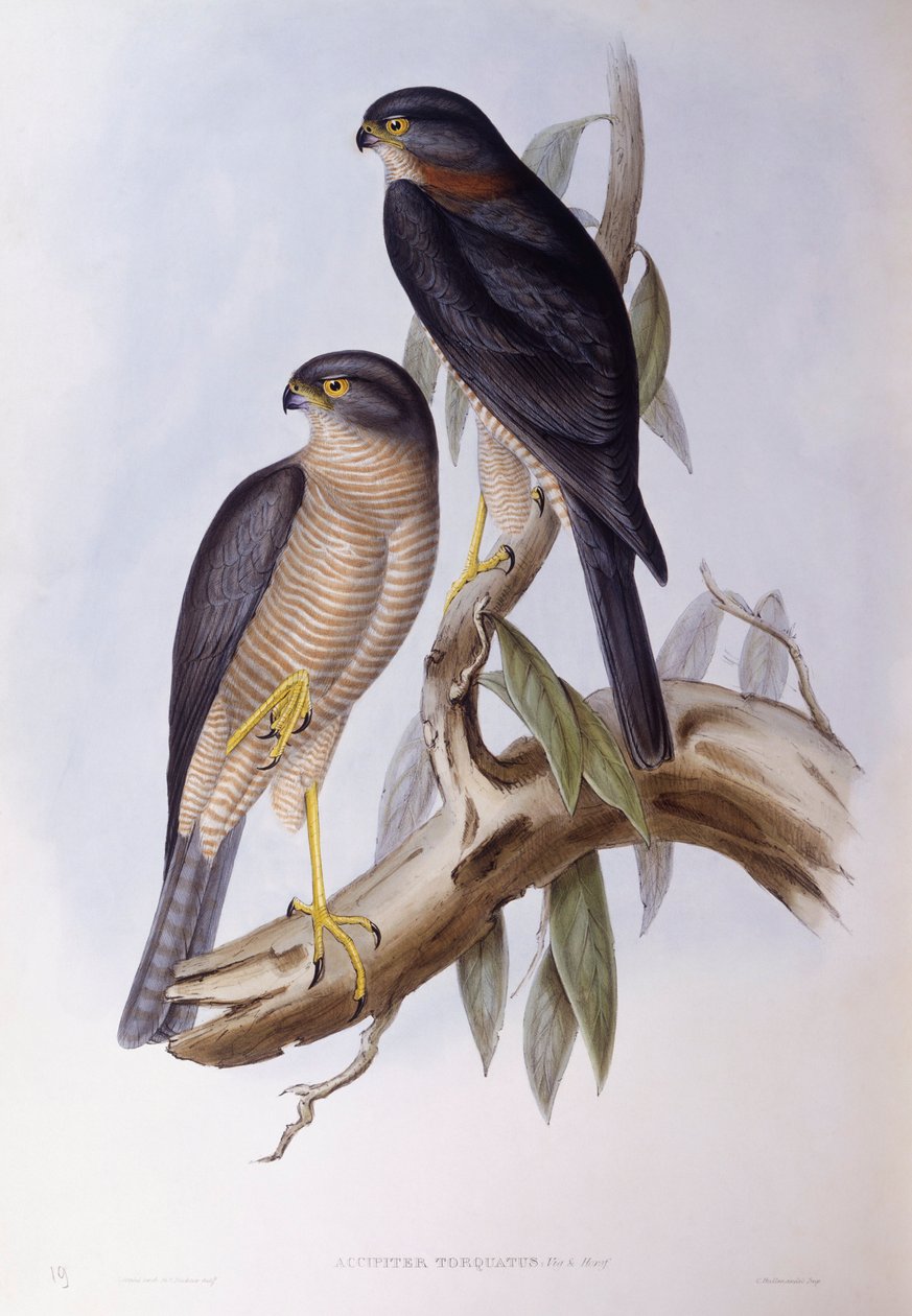 Brązowy wóz (Cinclus pallasii), Grawerowanie autorstwa Johna Gould autorstwa John Gould