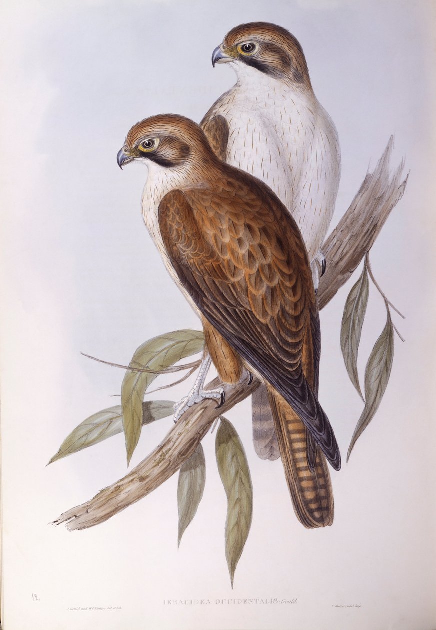 Sokół brunatny (Falco berigora occidentalis), Grawerowanie Johna Gould autorstwa John Gould