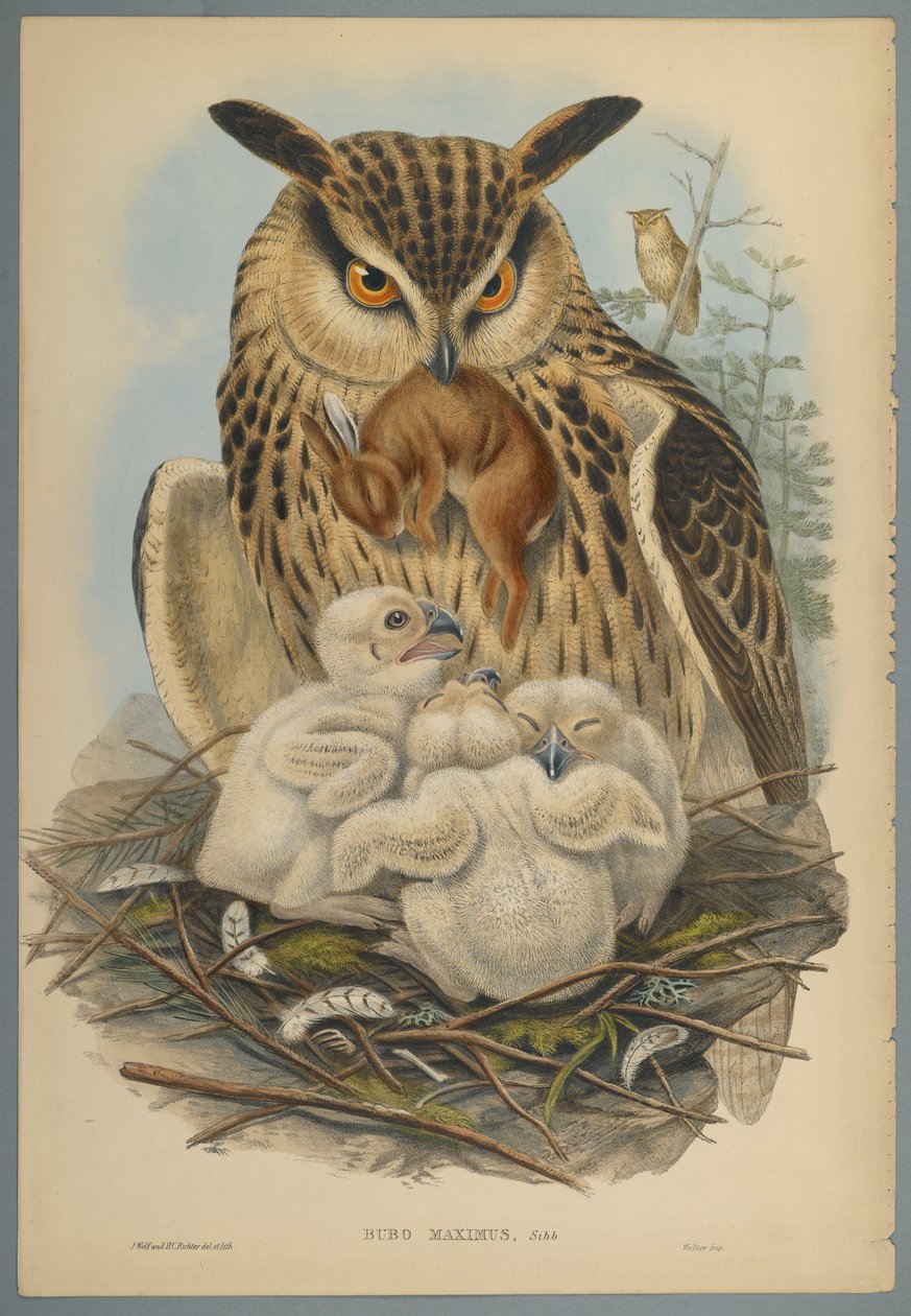 Bubo Maximus: Sowa (kolor lito na papierze tkanym) autorstwa John Gould