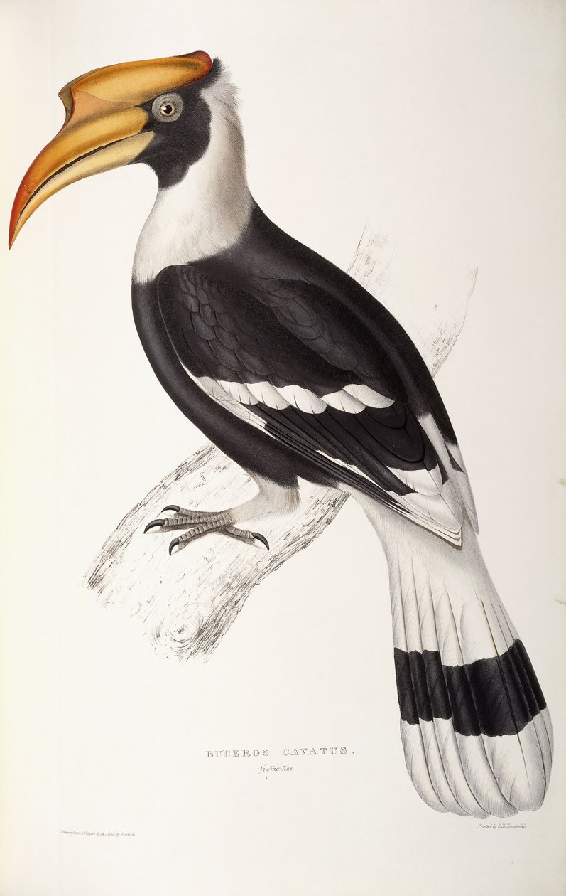 Buceros Cavatus autorstwa John Gould