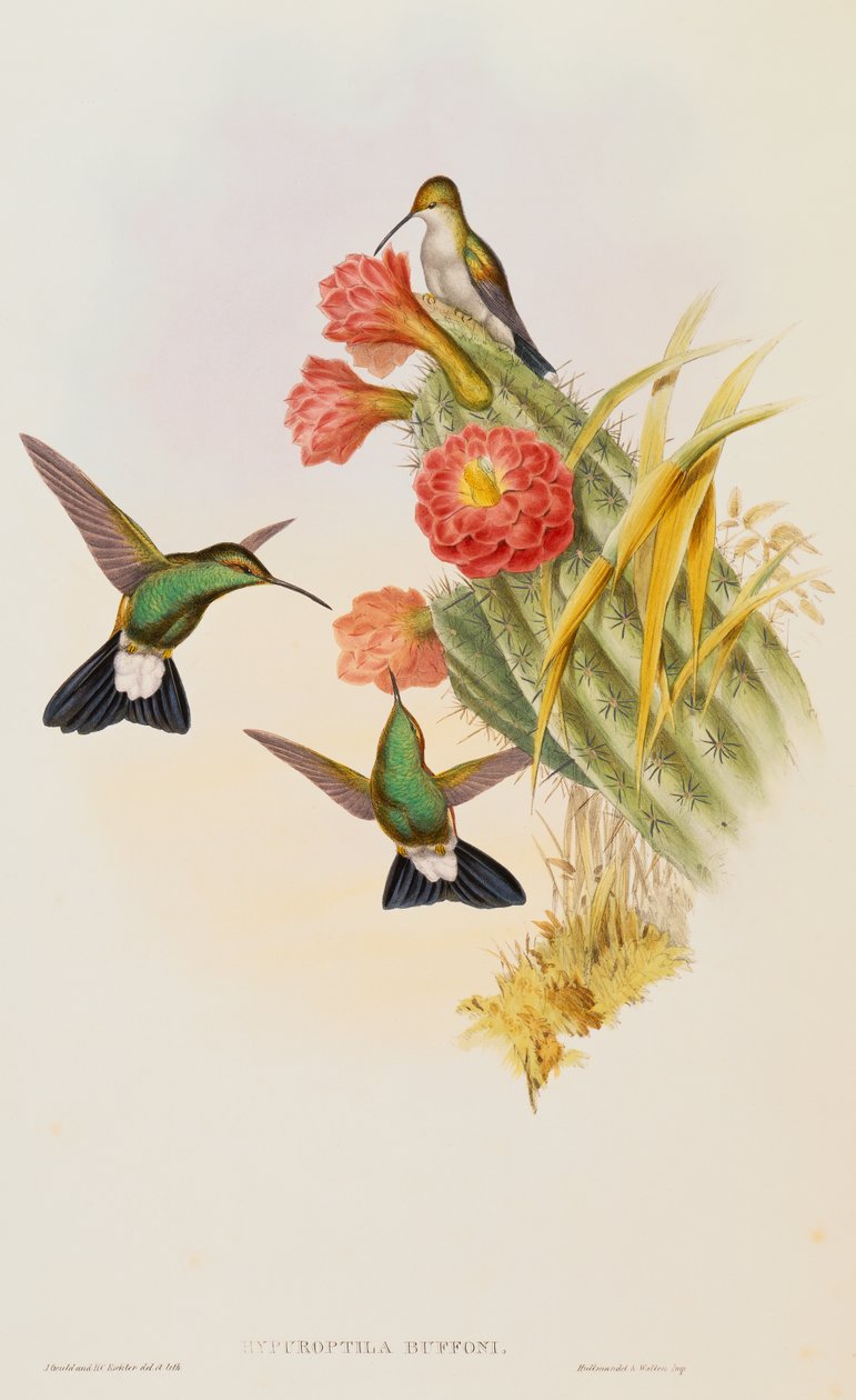 Plumeleteer Buffona (Hypuroptila Buffon) z monografii Trochilidae autorstwa John Gould