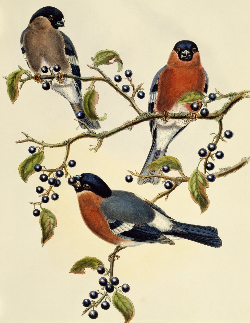 Gil zwyczajny (Pyrrhula pyrrhula), grawerowanie Johna Goulda (1804-1881). Zjednoczone Królestwo autorstwa John Gould