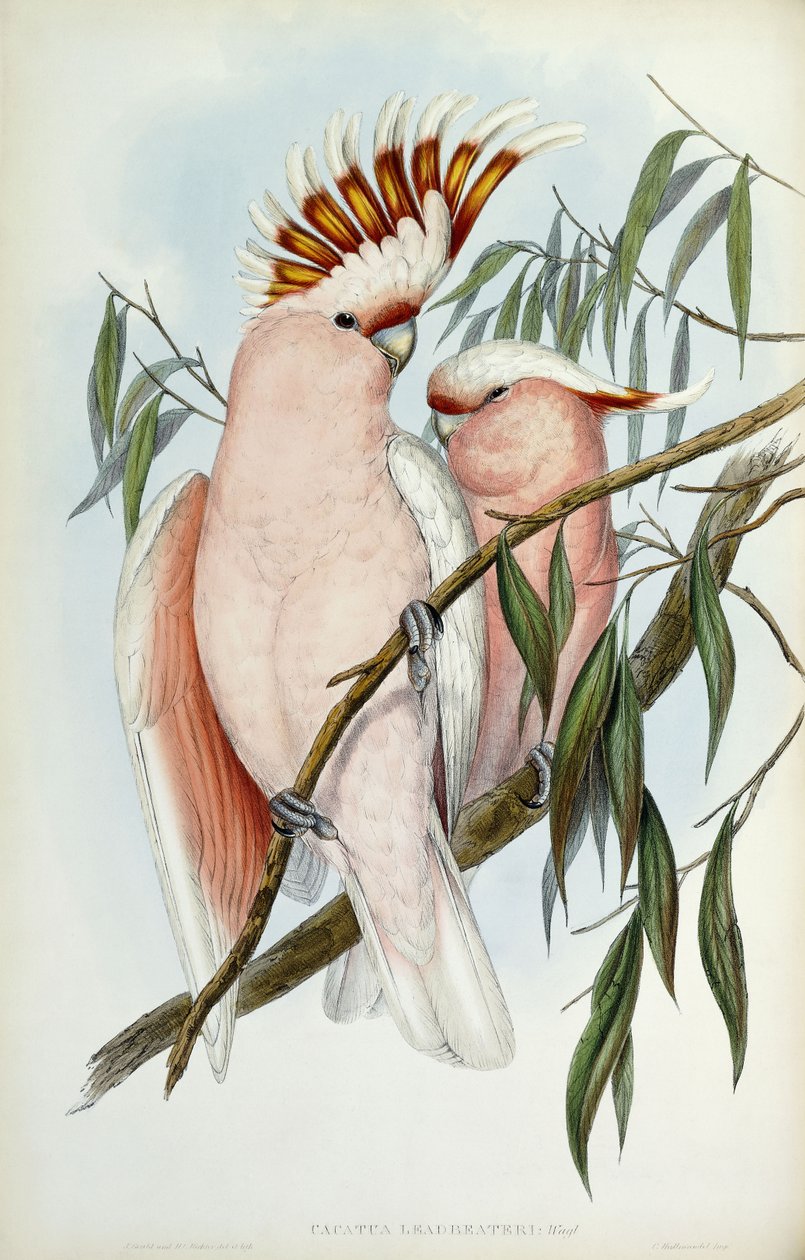 Kakadu Leadbeater, 1848-1869 autorstwa John Gould