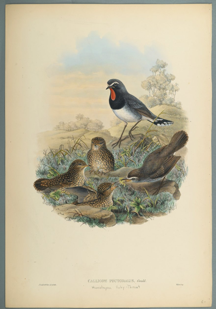 Calliope Pectoralis (kolor lito na papierze tkanym) autorstwa John Gould