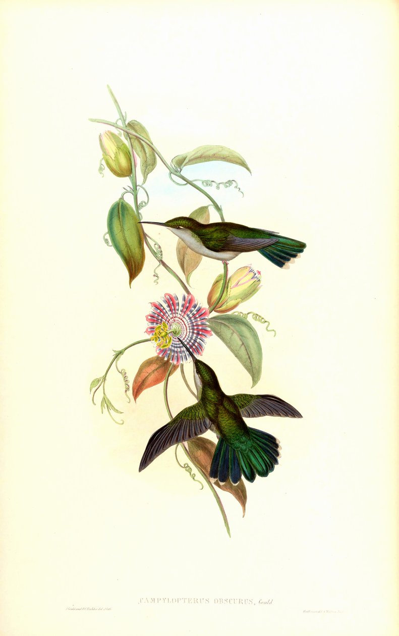 Campylopterus autorstwa John Gould