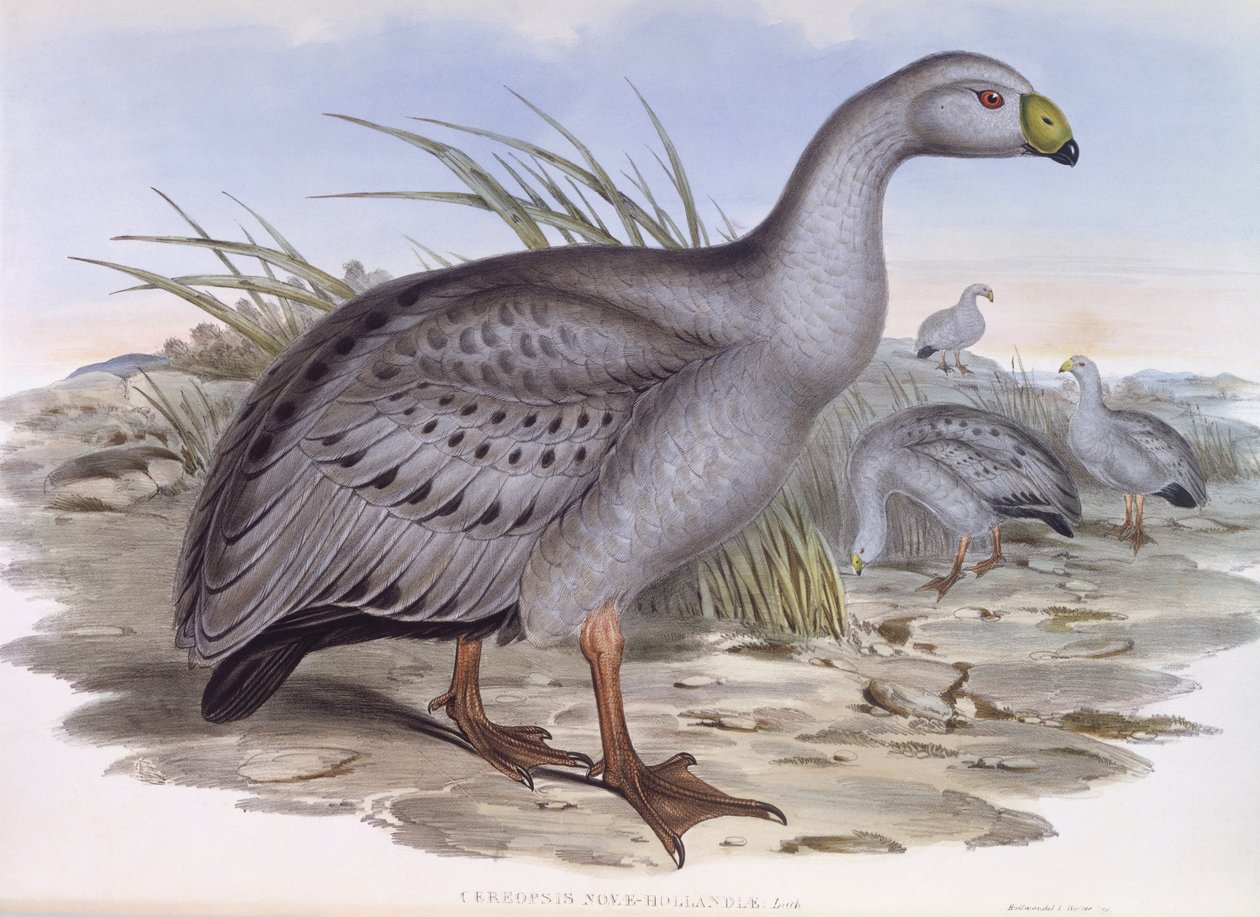 Gęś gęgawa (Cereopsis novaehollandiae), rycina autorstwa Johna Goulda autorstwa John Gould
