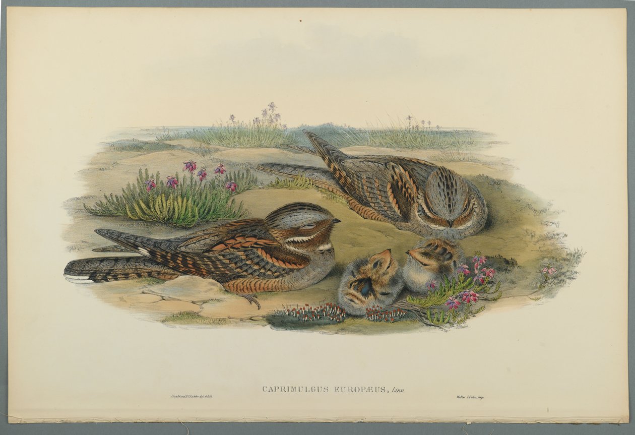 Caprimulgus Europaeus (kolor lito na papierze tkanym) autorstwa John Gould
