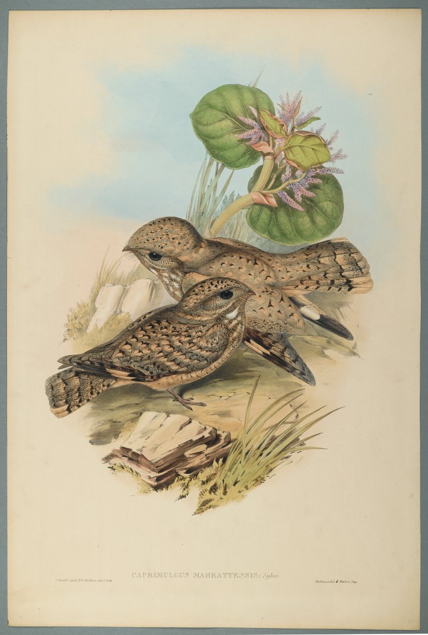 Caprimulgus Mahrattensis, Nightjar (kolor lito na papierze tkanym) autorstwa John Gould