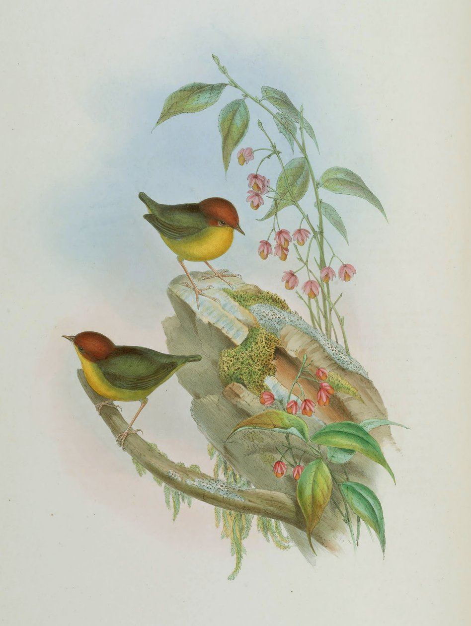 Cettia castaneocoronata autorstwa John Gould