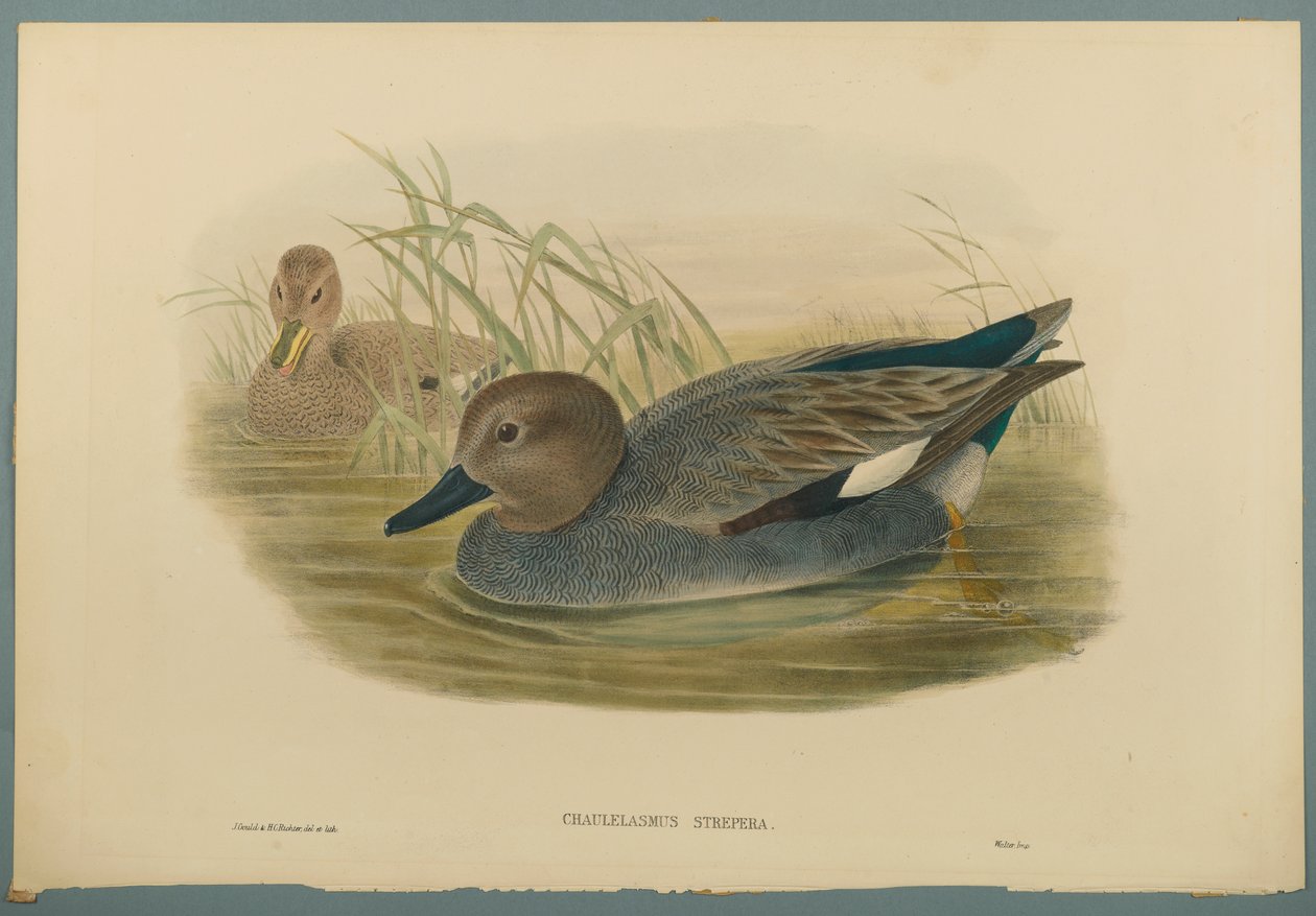 Chaulelasmus Strepera: Gadwell Ducks (kolor lito na papierze tkanym) autorstwa John Gould