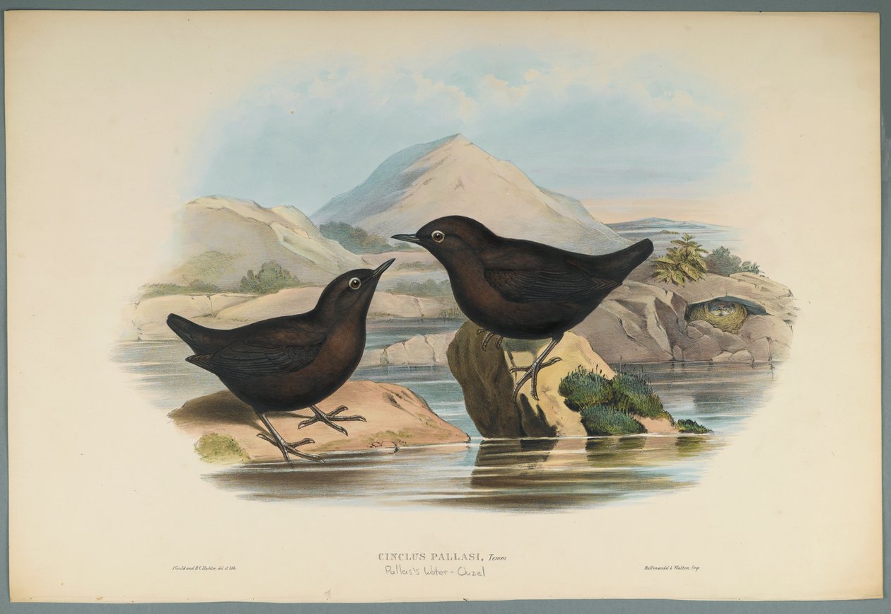 Cinclus Pallasi: Pallas Water Ouzel (kolor lito na papierze tkanym) autorstwa John Gould