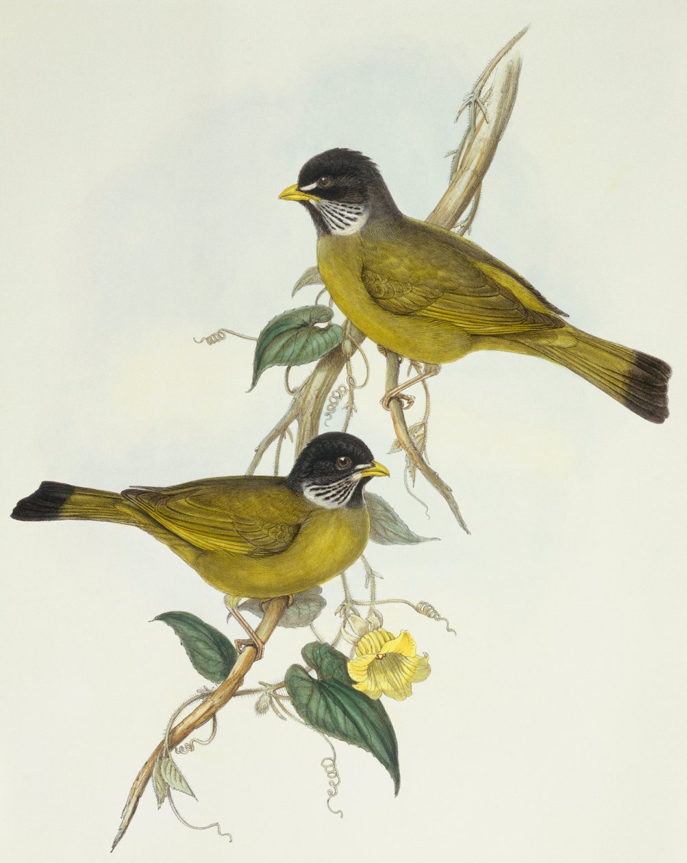 Zięba płaskodzioba (Spizixos semitorques), rycina autorstwa Johna Goulda autorstwa John Gould