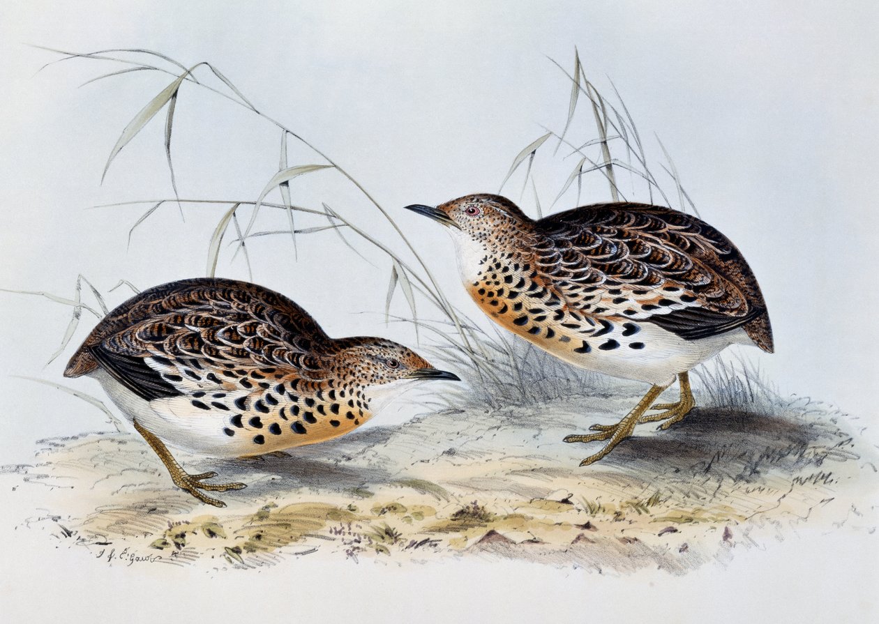 Przepiórka pospolita (Turnix sylvatica), rycina z Ptaków Europy, autorstwa Johna Goulda (1804-1881) autorstwa John Gould