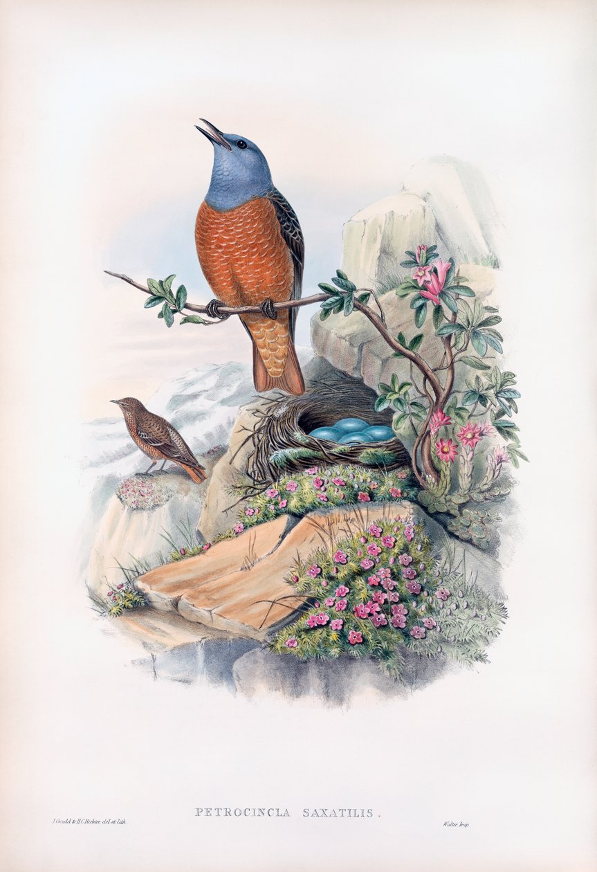 Drozd zwyczajny autorstwa John Gould