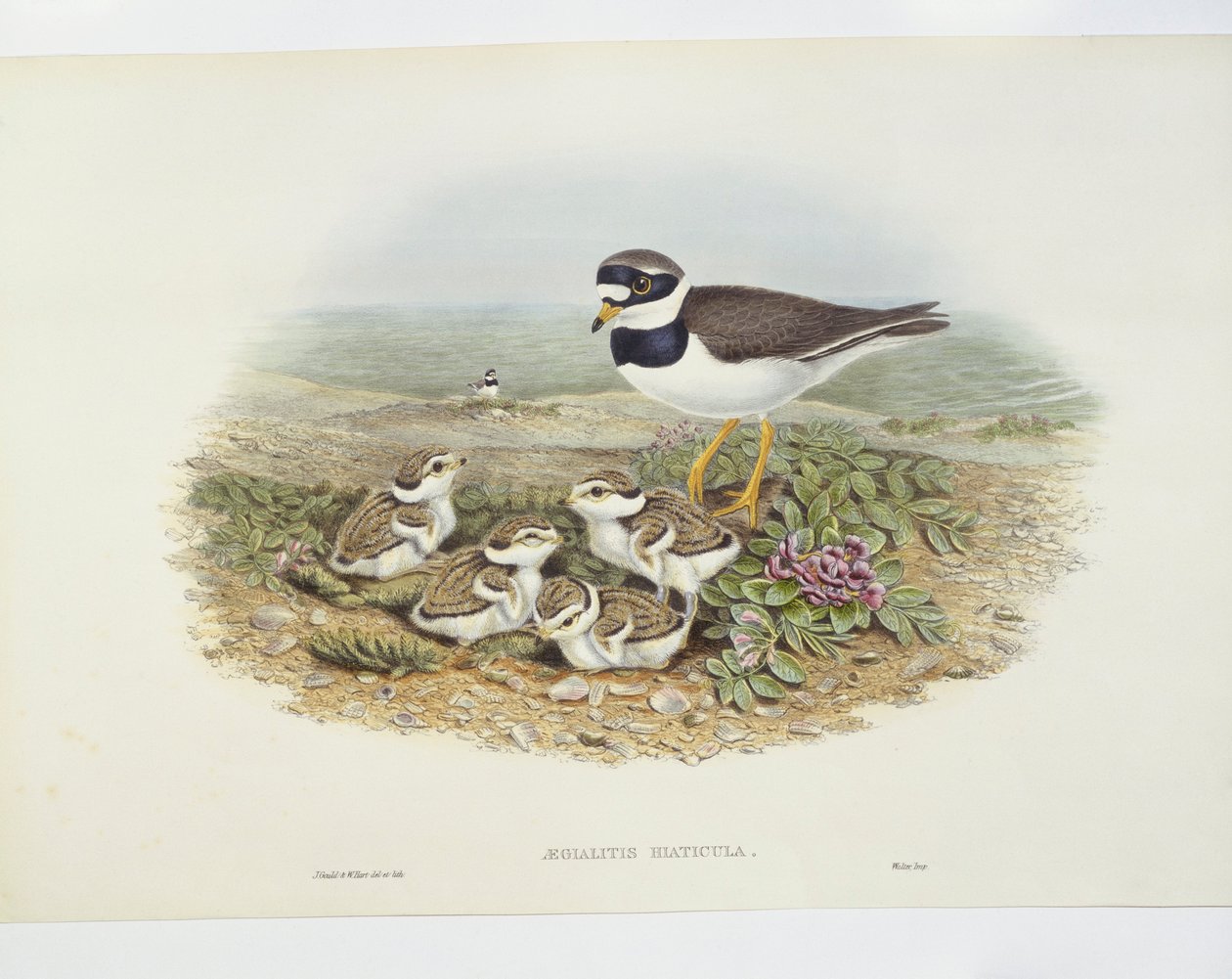 Sieweczka obrożna (Charadrius hiaticula), ilustracja autorstwa John Gould